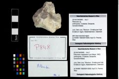 Foto (Objekt + Etikett) von Pithonoton sp.  (NHMW-GEO-2014-0194-0848)